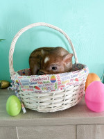 Adorable mini piggy for sale