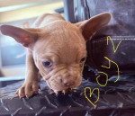 Frenchton puppies