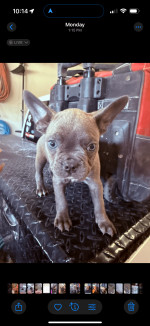 Frenchton puppies