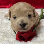 Hi, I'm Dax! I'm a 3-week-old male Maltipoo with a beautiful apricot coat.