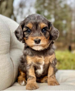 Rain is a 7 week-old Cavapoo puppy weighing 2.4 lbs and growing