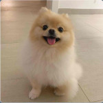 Take home a beautiful Pomeranian puppy today.