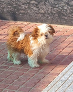 Chihuahua pups near me