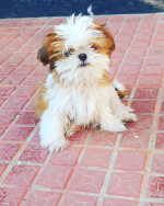 Chihuahua pups near me