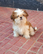 Chihuahua pups near me