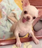 Cute and lovely Chihuahua puppies near me