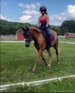 Horse in need of rehoming