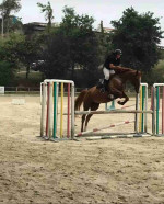 Horse in need of rehoming