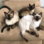 Siamese kittens available