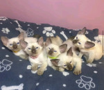 Meow Siamese cats for sale😻🐾