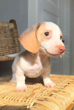 Dachshunds