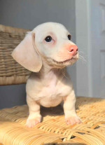 Dachshunds