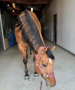 American Quarter Horse looking for a home