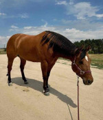 American Quarter Horse looking for a home