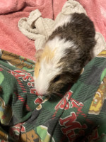Geunia Pig