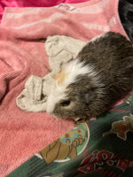 Geunia Pig