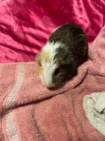 Geunia Pig