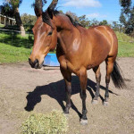 American Quarter Horse needs a new home