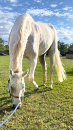 Adorable Horse Looking for a New Home