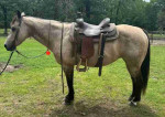 Adorable Horse Looking for a New Home