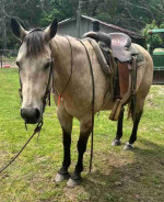 Adorable Horse Looking for a New Home