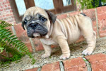 Adorable English Bulldog Puppy