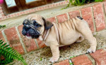 Adorable English Bulldog Puppy
