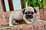 Adorable English Bulldog Puppy