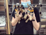 Female Yorkie puppy