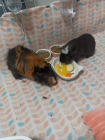 Free guinea pigs