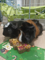 Free guinea pigs