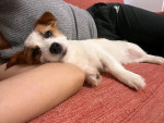jack Russell Puppies