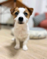 jack Russell Puppies