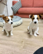 jack Russell Puppies