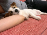 jack Russell Puppies