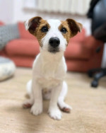 jack Russell Puppies
