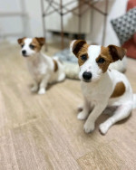jack Russell Puppies