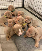 FREE PUPPIES🐶