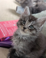 Adorable maine coon kittens for rehoming
