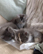 Adorable maine coon kittens for rehoming