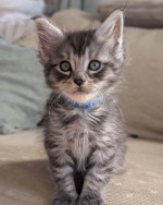 Adorable maine coon kittens for rehoming