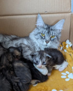 Adorable maine coon kittens for rehoming