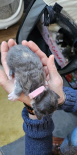 Adorable maine coon kittens for rehoming