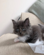 Adorable maine coon kittens for rehoming