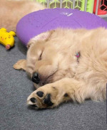 Golden Retriever $600 Each