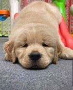 Golden Retriever $600 Each