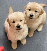 Golden Retriever $600 Each
