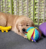Golden Retriever $600 Each