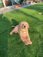 Golden Retriever $600 Each