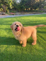 Golden Retriever $600 Each